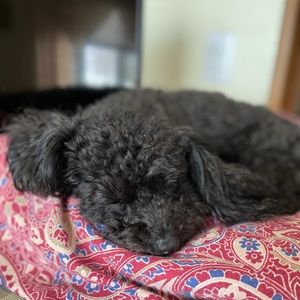 Meet your Posher, Casie